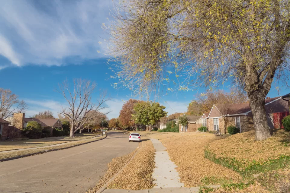 View of wide residential street in Dallas, Texas neighborhood with one white car parked at the curb and large tree with yellow fallen leaves around it